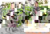 Queens Court Premium Lawn Collection By Shree Pure Cotton Pakistani Suits Wholesale Market In Surat